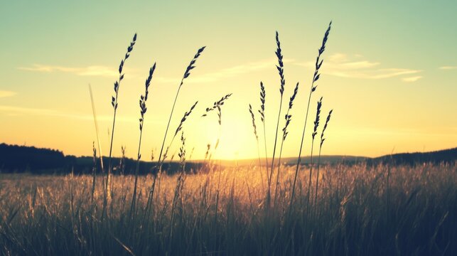 Sunset over golden field with tall grass silhouettes.