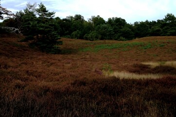 Fototapeta premium Tree and heath landscape in autumn, plants have already faded, the grass has mostly dried up. An atmosphere that already shows melancholy