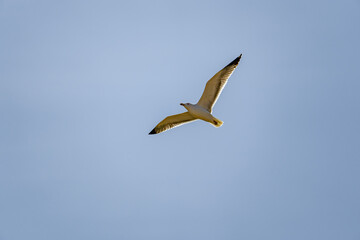 Obraz premium A bird is flying in the sky with a blue background