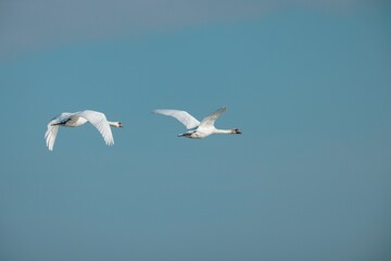 Two elegant swans soar gracefully against a bright blue sky, embodying the calm beauty of nature. Their wings spread wide as they navigate the open air, showcasing their majestic presence