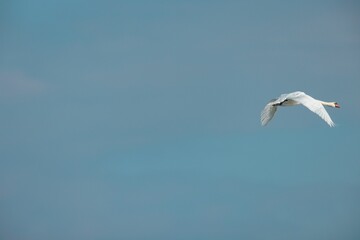 A stunning white swan glides effortlessly through the sky, showcasing its elegant wingspan. The serene blue backdrop highlights the grace and freedom of this magnificent bird in motion