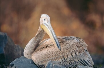A pelican perches gracefully on dark rocks along the water's edge, illuminated by the gentle glow of twilight. Its feathers shimmer subtly as it surveys the tranquil surroundings