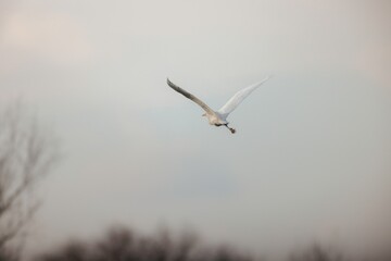 An eagle soars through a moody sky as dusk settles, its wings spread wide. The silhouette against the clouds captures the essence of wild freedom amidst a serene atmosphere