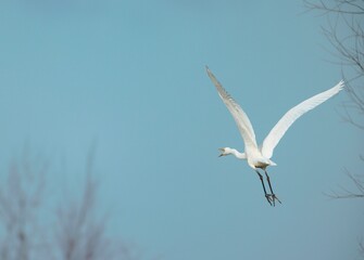 A majestic white heron glides effortlessly through the azure sky, its wings spread wide. Below, a serene landscape beckons, framed by leafless trees in the distance