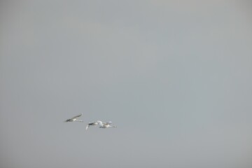Two elegant birds navigate the vast sky, their wings outstretched against a soft backdrop. The tranquil atmosphere evokes a sense of peace and harmony in nature