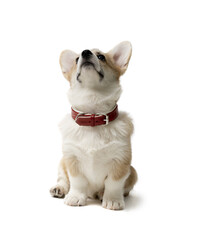 happy Welsh Corgi Pembroke Puppy Sitting, isolated on white