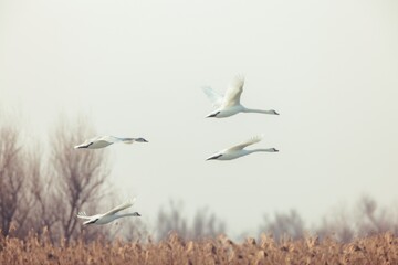 Swans soar through the gentle dawn, their elegant wings outstretched against a soft haze. Reeds sway nearby, completing the tranquil atmosphere of this picturesque wetland