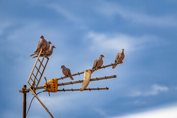 A group of pigeons are perched on a metal antenna