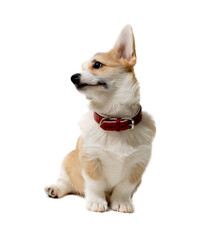 happy Welsh Corgi Pembroke Puppy Sitting, isolated on white