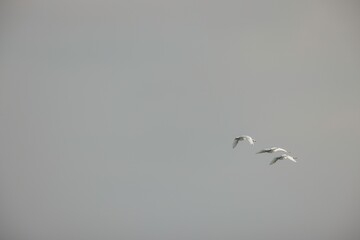 In the serene twilight, three white birds glide effortlessly against a backdrop of soft, gray clouds. Their graceful flight evokes a sense of peace and harmony with nature