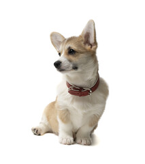 happy Welsh Corgi Pembroke Puppy Sitting, isolated on white