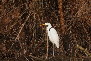 A striking white heron patiently observes its surroundings, perched on a slender stalk in a lush wetland. The light fades, enhancing the tranquil atmosphere