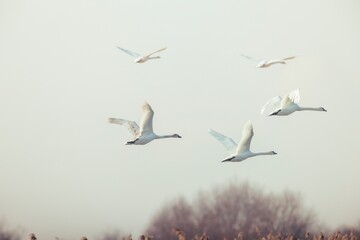 A group of majestic swans soars above serene marshlands, their wings outstretched in harmony with the gentle morning mist, creating a stunning display of nature's beauty