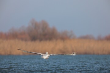 A magnificent bird soars gracefully over calm waters, its wings fully spread. Soft golden light bathes the reeds in the background, creating a serene atmosphere