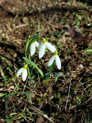 white snowdrops - earliest spring flowers. Green nature