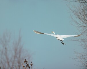 A graceful white heron glides effortlessly against a backdrop of clear blue sky and bare trees, embodying tranquility as it navigates the peaceful wetlands in autumn
