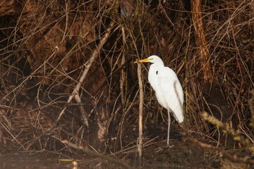 A striking white heron is elegantly poised in a serene wetland at dawn, surrounded by twisted roots and soft reflections in the tranquil water. The atmosphere is peaceful and reflective
