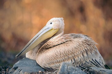 A pelican rests gracefully on a rock, its feathers softly glistening under the warm afternoon light. Surrounded by serene waters, it exudes a peaceful aura in nature