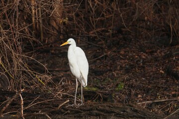A graceful great egret is captured in a tranquil wetland, perched atop a branch as the sun begins to set. This serene moment reflects nature's beauty and calm