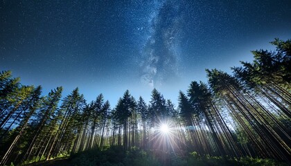 celestial light shining over pine canopy at night