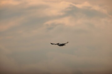 A solitary bird soars gracefully in the muted twilight, wings outstretched against a soft, cloudy backdrop. The tranquil atmosphere evokes a sense of freedom and serenity