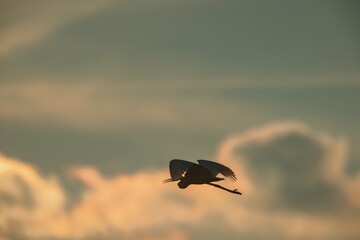 A heron soars effortlessly through the air, silhouetted against a stunning sunset where warm hues blend beautifully with cool tones, creating a tranquil atmosphere