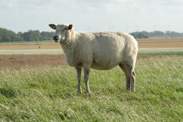 Schaf auf einem Deich
