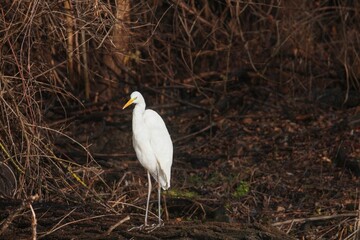 A solitary white bird captures the serene atmosphere near the water, surrounded by dried branches and muted earth tones in the fading light of evening