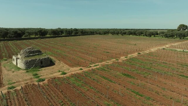 ORBIT AROUND A TRULLO IN THE MIDDLE OF A BARE VINEYARD WHICH BUDS IN THE AERIAL SHOT