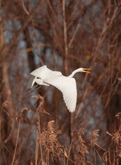 A graceful white heron spreads its wings, soaring over golden reeds in a tranquil wetland. The early morning light casts a serene glow on the natural surroundings