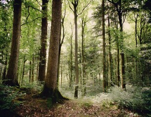 Obraz premium Wood Backgrounds: Enchanted Forest Where Trees Whisper Secrets