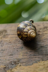 snail on a leaf