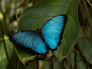 Portet of a butterfly