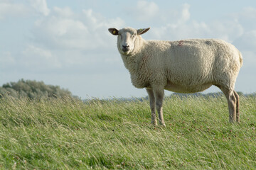Obraz premium Schaf auf Weide