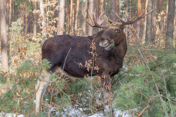 Łoś, moose, elk (Alces alces) © Michal Przystas