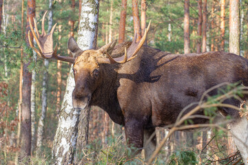 Łoś, moose, elk (Alces alces) © Michal Przystas