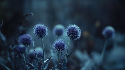 Dusk garden, blue thistle flowers, blurred background, nature scene, wallpaper