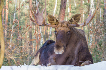 Łoś, moose, elk (Alces alces) © Michal Przystas