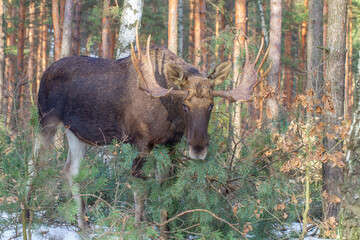 Łoś, moose, elk (Alces alces)