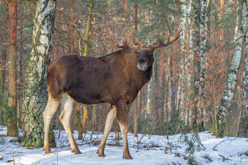 Łoś, moose, elk (Alces alces) © Michal Przystas