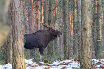 Łoś, moose, elk (Alces alces) © Michal Przystas