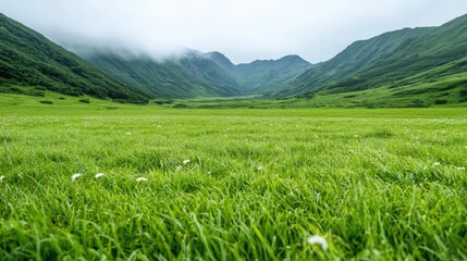 Fototapeta premium Mountain valley meadow, lush green grass, misty peaks, serene landscape, nature background