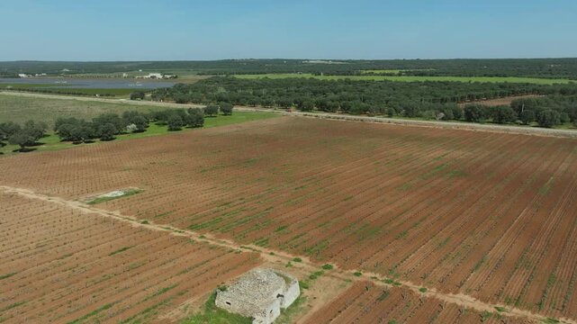 2 TRULLI IN THE MIDDLE OF A BARE VINEYARD BUDDING IN THE AERIAL SHOT