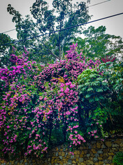 Pink Flower,  Trinitaria