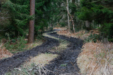 Las w zimowy, bezśnieżny dzień. Wśród sosen i świerków znajduje się kręta, gruntowa droga z głębokimi, grząskimi koleinami. © boguslavus