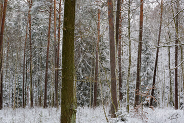 Iglasty, sosnowo świerkowy las zimą. Jest zima. Ziemia, gałęzie  drzew pokryte są grubą warstwą białego śniegu.  © boguslavus