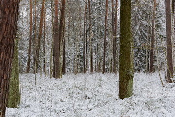 Iglasty, sosnowo świerkowy las zimą. Jest zima. Ziemia, gałęzie  drzew pokryte są grubą warstwą białego śniegu.  © boguslavus