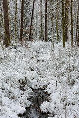 Iglasty, sosnowo świerkowy las zimą. Jest zima. Ziemia, gałęzie  drzew pokryte są grubą warstwą białego śniegu. Wśród drzew widać płynący, leśny strumień.  © boguslavus