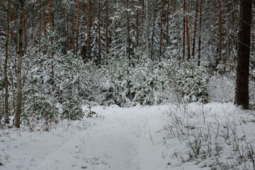 Iglasty, sosnowo świerkowy las zimą. Między drzewami jest gruntowa, leśna droga. Droga, ziemia, gałęzie rosnących po bokach drzew pokryte są grubą warstwą białego śniegu.  © boguslavus