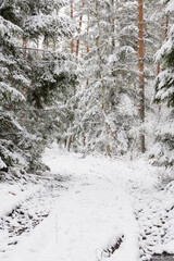 Iglasty, sosnowo świerkowy las zimą. Między drzewami jest gruntowa, leśna droga. Droga, ziemia, gałęzie rosnących po bokach drzew pokryte są grubą warstwą białego śniegu.  © boguslavus